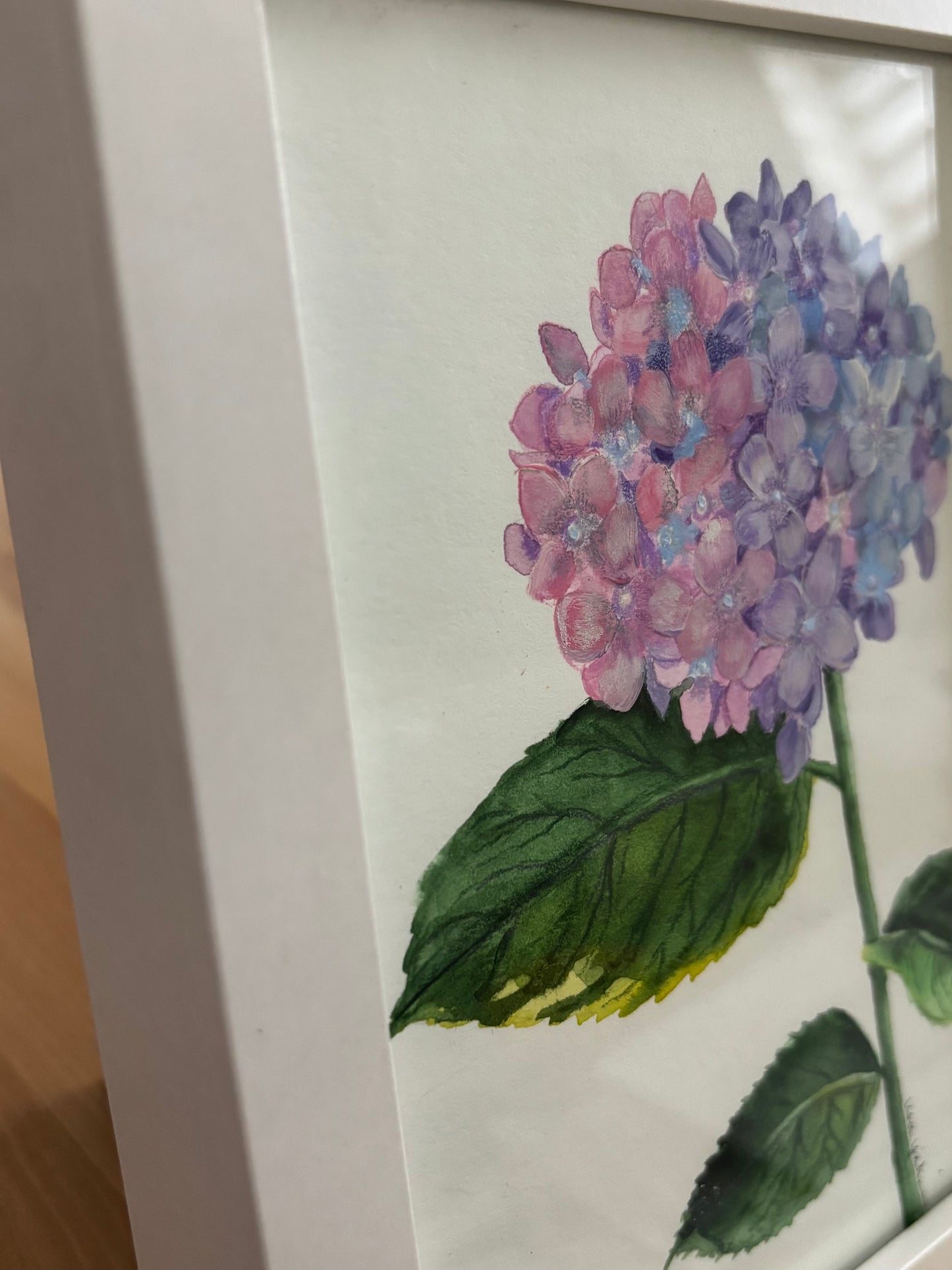 Hydrangea