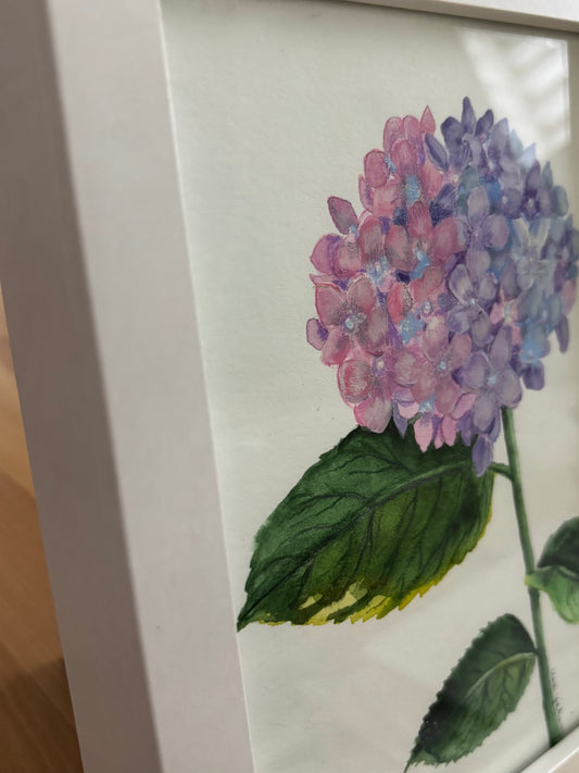 Hydrangea