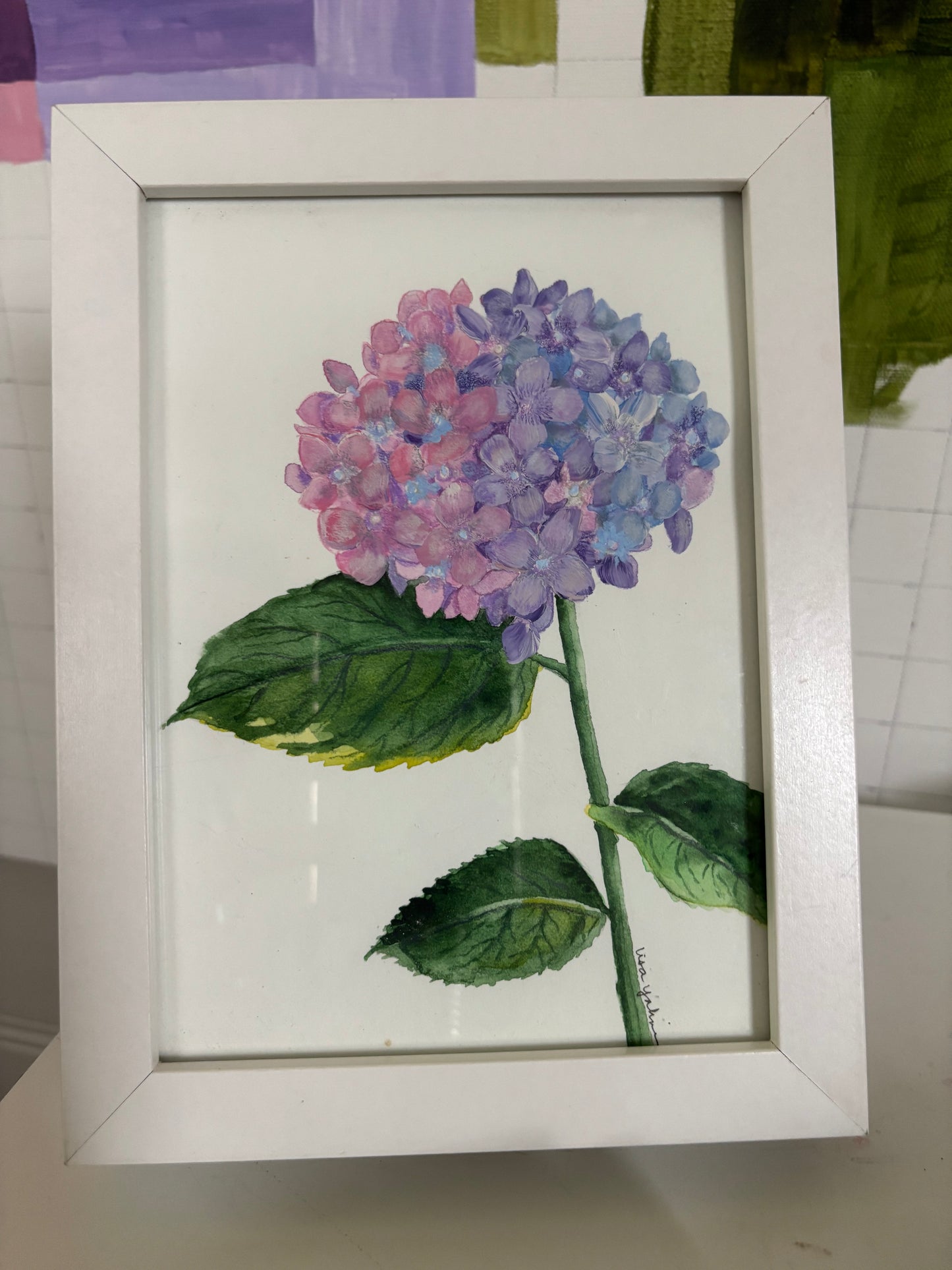 Hydrangea